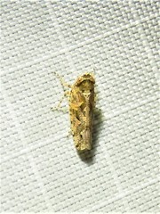 Dixianus utahnus