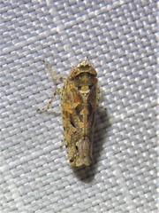 Dixianus utahnus