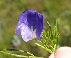 Psoralea laevigata
