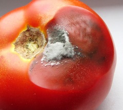 Penicillium