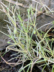 Spergularia canadensis