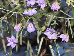 Duperreya commixta