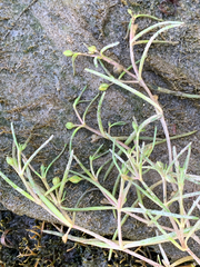 Spergularia canadensis