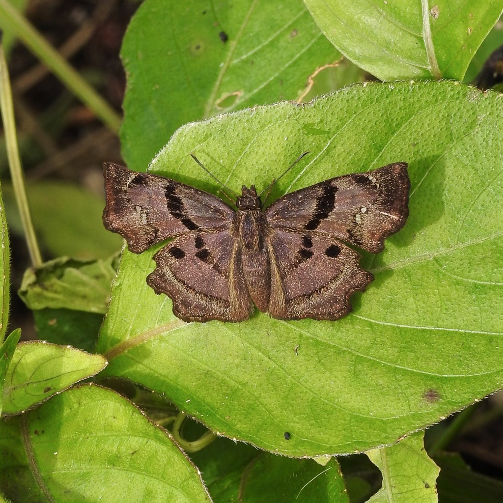 Antigonus corrosus