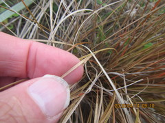 Carex testacea
