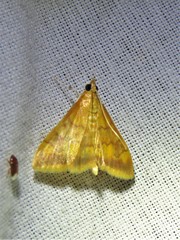 Pyrausta onythesalis