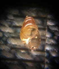 Cochlicopa lubrica