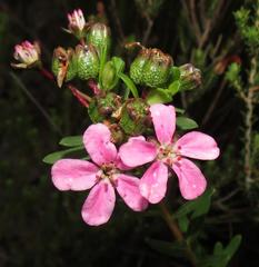 Adenandra fragrans