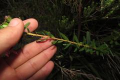 Adenandra fragrans