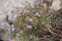 Limonium cancellatum