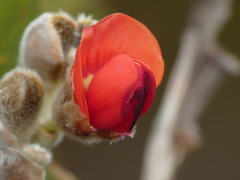 Gastrolobium leakeanum