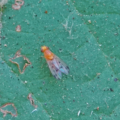 Homoneura occidentalis