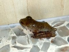 Polypedates megacephalus