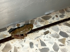 Polypedates megacephalus
