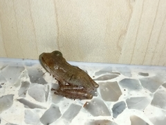 Polypedates megacephalus