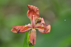 Iris fulva