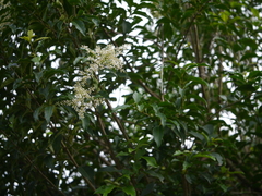Ligustrum robustum perrottetii
