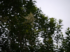 Ligustrum robustum perrottetii