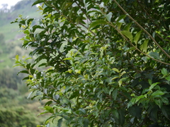 Ligustrum robustum perrottetii
