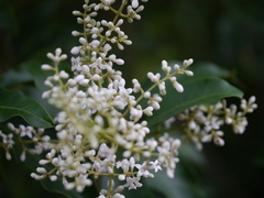 Ligustrum robustum perrottetii