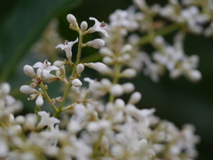 Ligustrum robustum perrottetii