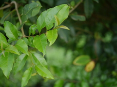 Ligustrum robustum perrottetii