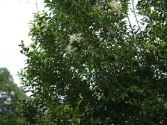 Ligustrum robustum perrottetii
