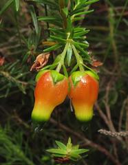 Erica blenna grandiflora