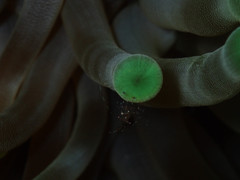 Periclimenes rathbunae