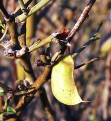 Adenolobus garipensis