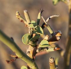 Adenolobus garipensis