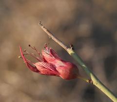 Adenolobus garipensis