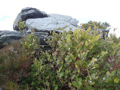 Gastrolobium leakeanum