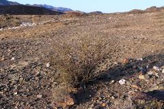 Adenolobus garipensis