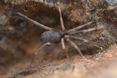 Phrurolithidae