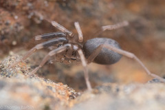 Phrurolithidae