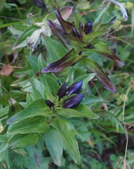 Gentiana dschungarica