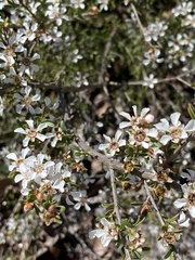 Leptospermum semibaccatum