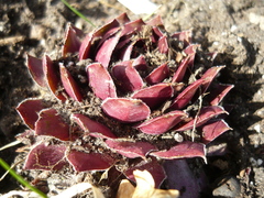 Sempervivum marmoreum