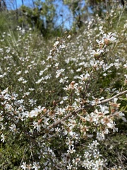 Leptospermum semibaccatum
