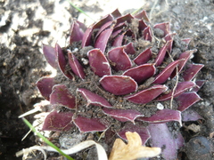 Sempervivum marmoreum