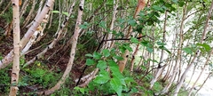 Betula utilis jacquemontii