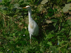 Bubulcus ibis