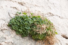 Campanula fenestrellata