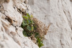 Campanula fenestrellata