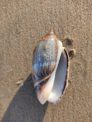 Agaronia gibbosa