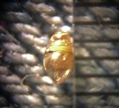 Cochlicopa lubrica