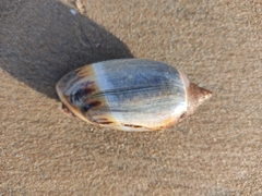 Agaronia gibbosa