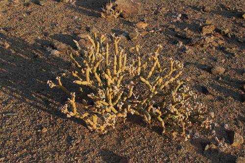 Mesembryanthemum pseudoschlichtianum