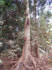 Ficus nodosa
